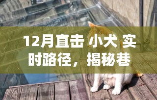 揭秘小犬的十二月巷弄奇遇，實時路徑追蹤，直擊巷深之秘