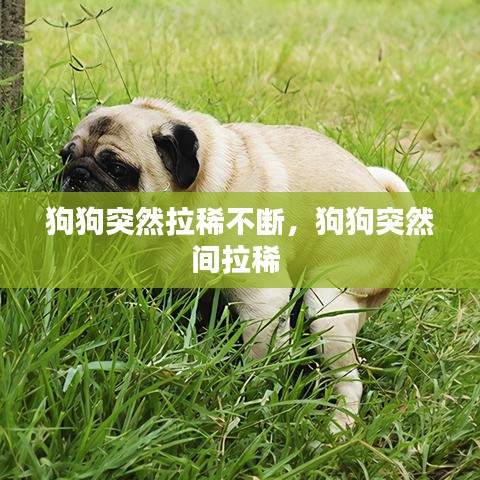 狗狗突然拉稀不斷，狗狗突然間拉稀 