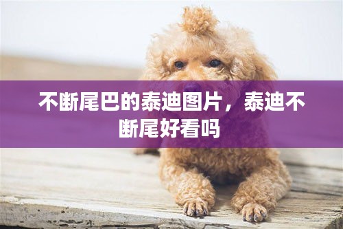 不斷尾巴的泰迪圖片，泰迪不斷尾好看嗎 