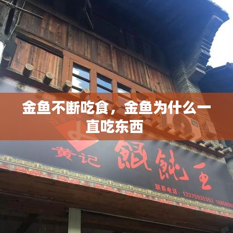 金魚(yú)不斷吃食，金魚(yú)為什么一直吃東西 