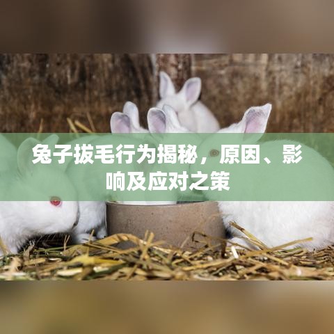 兔子拔毛行為揭秘，原因、影響及應(yīng)對(duì)之策
