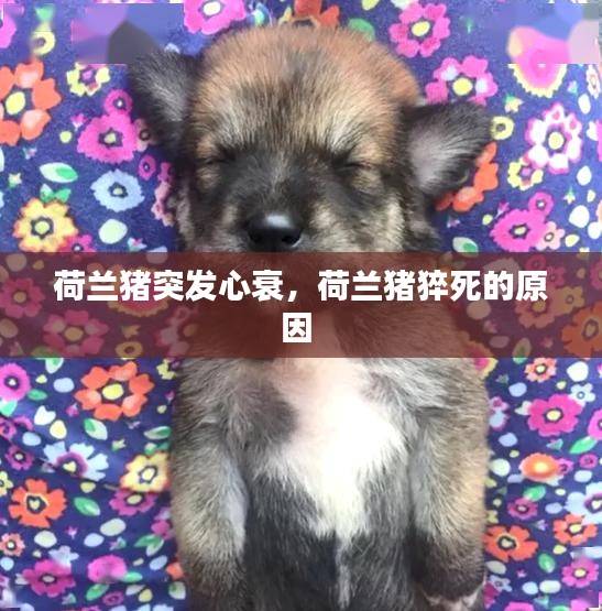 荷蘭豬突發(fā)心衰，荷蘭豬猝死的原因 