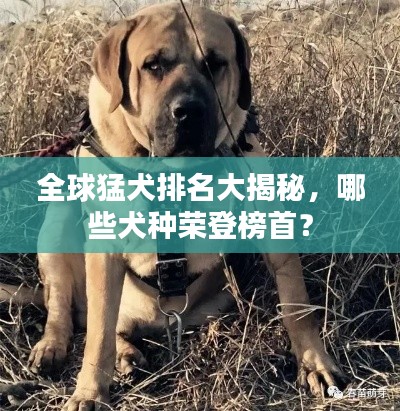 全球猛犬排名大揭秘，哪些犬種榮登榜首？