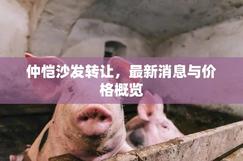 仲愷沙發(fā)轉(zhuǎn)讓，最新消息與價格概覽