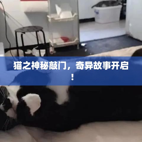 貓之神秘敲門(mén)，奇異故事開(kāi)啟！