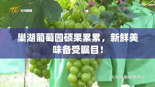 巢湖葡萄園碩果累累，新鮮美味備受矚目！