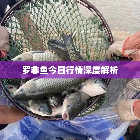 羅非魚(yú)今日行情深度解析
