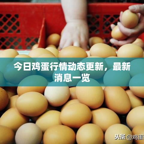 今日雞蛋行情動(dòng)態(tài)更新，最新消息一覽