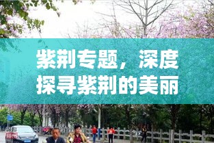 紫荊專題，深度探尋紫荊的美麗與價值