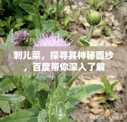 刺兒菜，探尋其神秘面紗，百度帶你深入了解