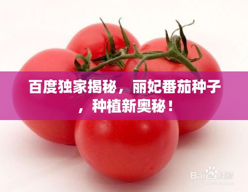 百度獨(dú)家揭秘，麗妃番茄種子，種植新奧秘！