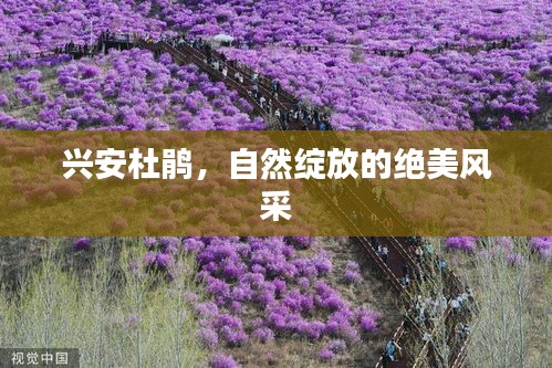 興安杜鵑，自然綻放的絕美風(fēng)采