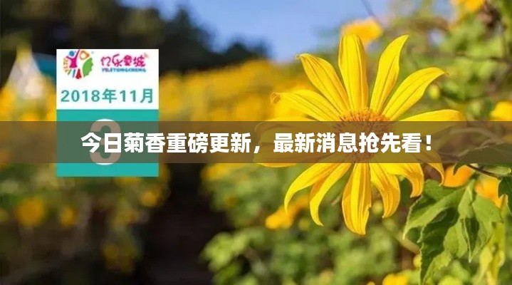 今日菊香重磅更新，最新消息搶先看！
