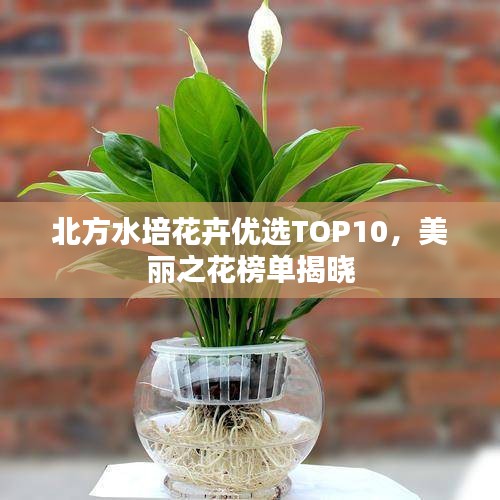 北方水培花卉優(yōu)選TOP10，美麗之花榜單揭曉