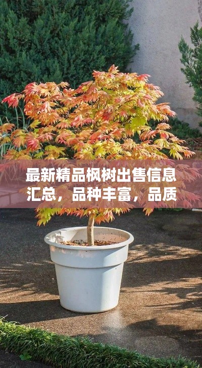 衣不兼彩